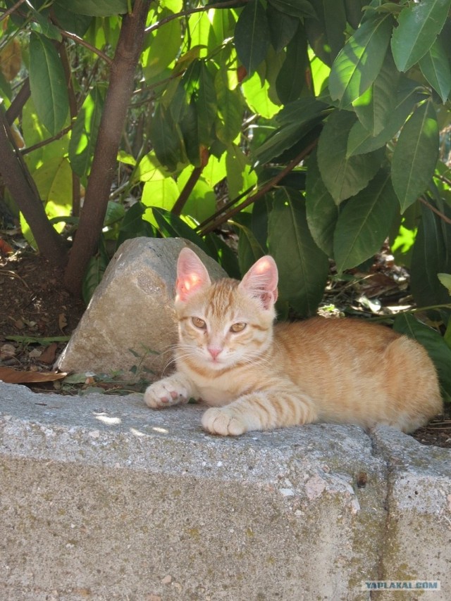 Южный берег Крыма