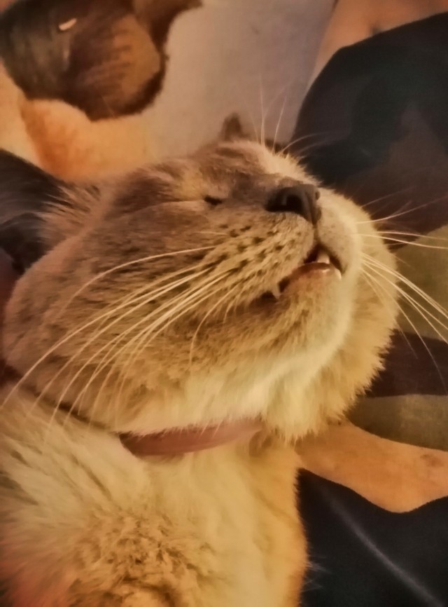 Мой котовторник