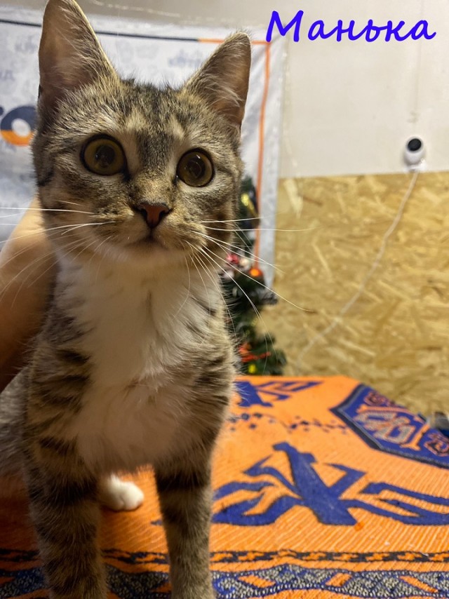 Жизнь домашнего приюта "Котоленд" 369