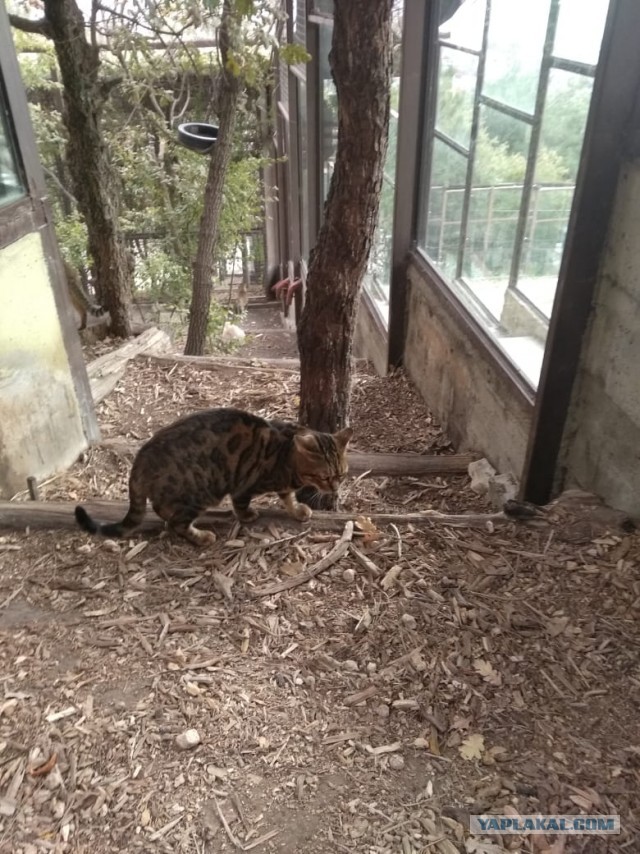 Европейский лесной кот