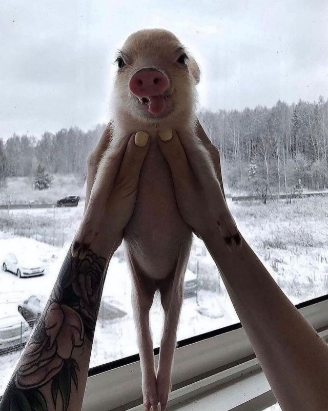 Эти милые животные