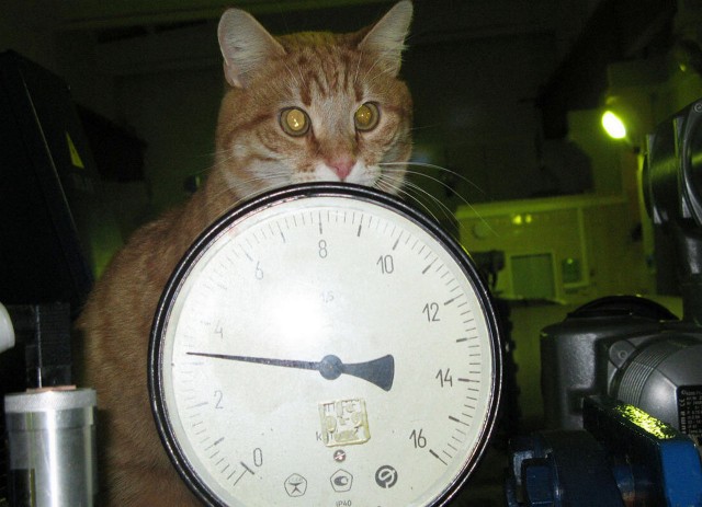 Начинаем котофторник?