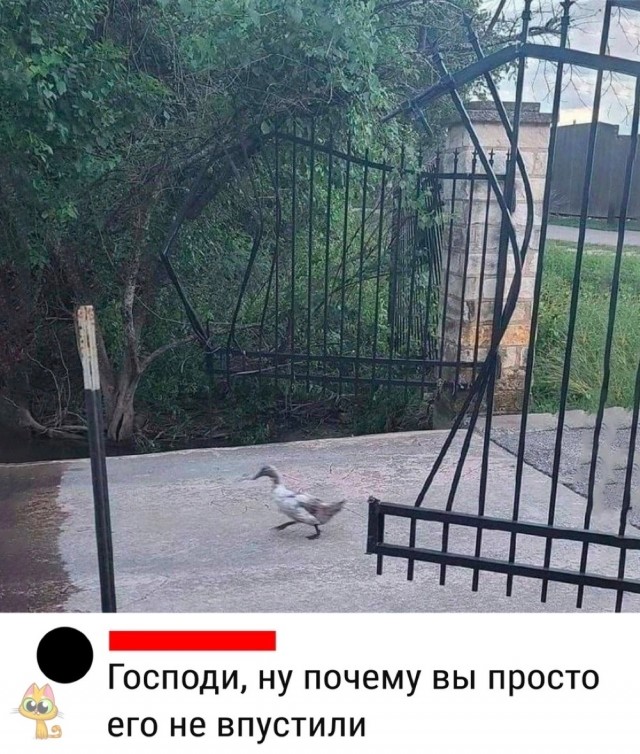Весёлый полтишок 04.08.23