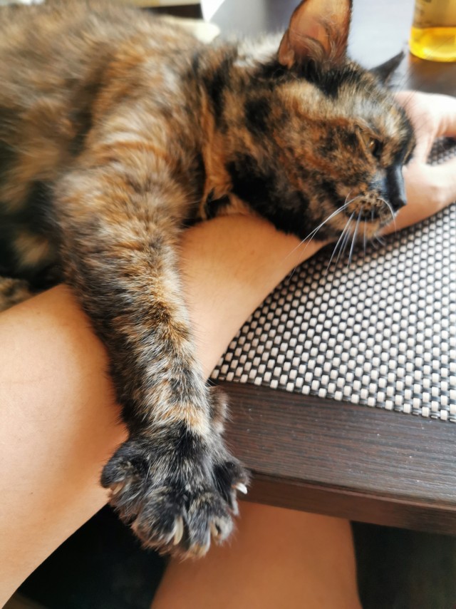 Котовторнику посвящается-Подобрашка