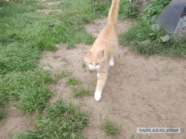 Жизнь домашнего приюта для котеек 459