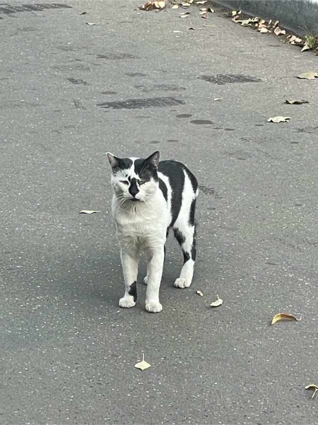Осенняя кошка