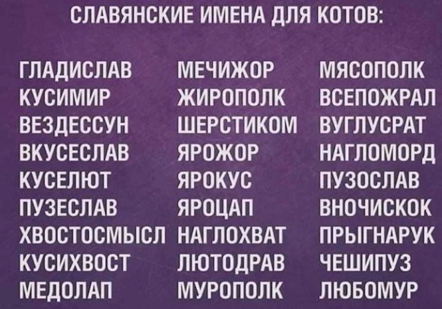 Мой котик, 3 месяца от роду