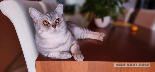 Почему кошка спит с человеком: 3 основные причины и важные моменты, о которых следует знать