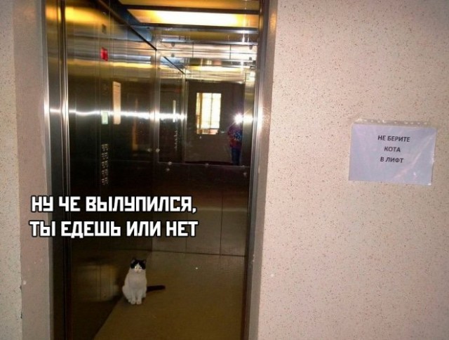 Жизнь домашнего приюта "Котоленд" 416