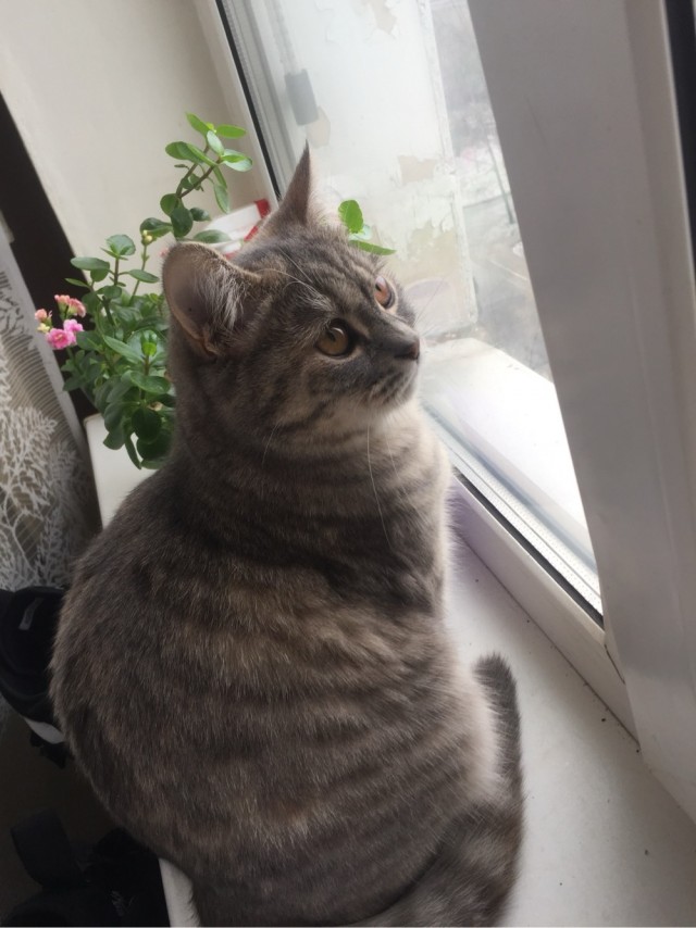 С котовторником ЯПовцы