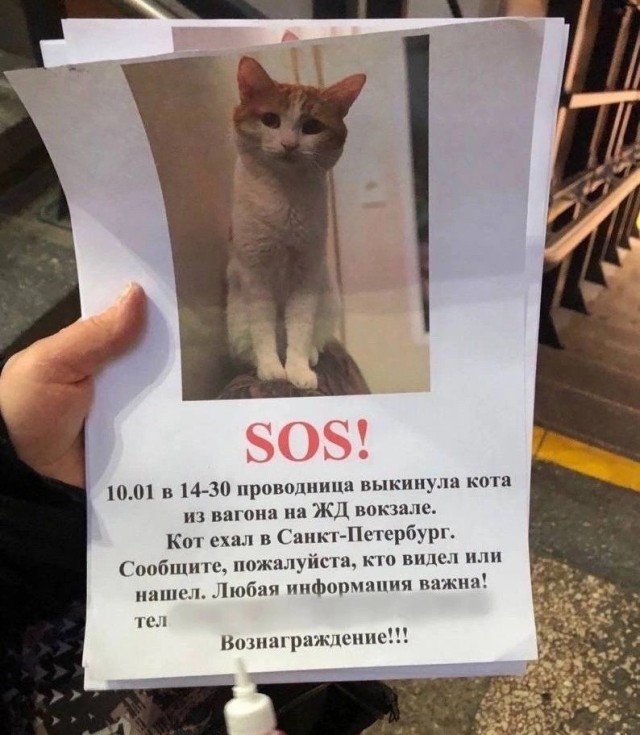 Бастрыкин после гибели кота Твикса потребовал провести проверку по факту жестокого обращения с животным и наказать виновных