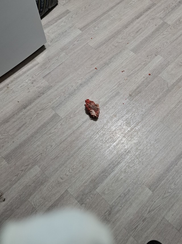 Собакен в ночи