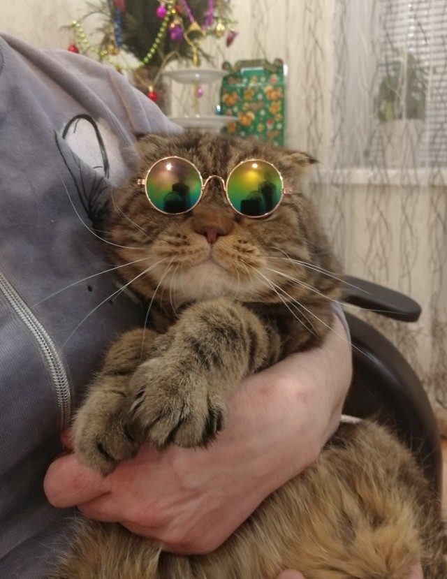 Кошкопортрет
