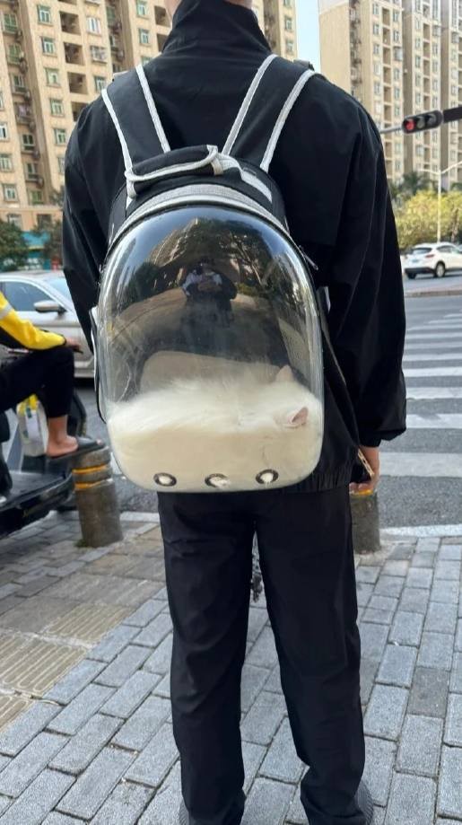 А у вас котэ растаяло