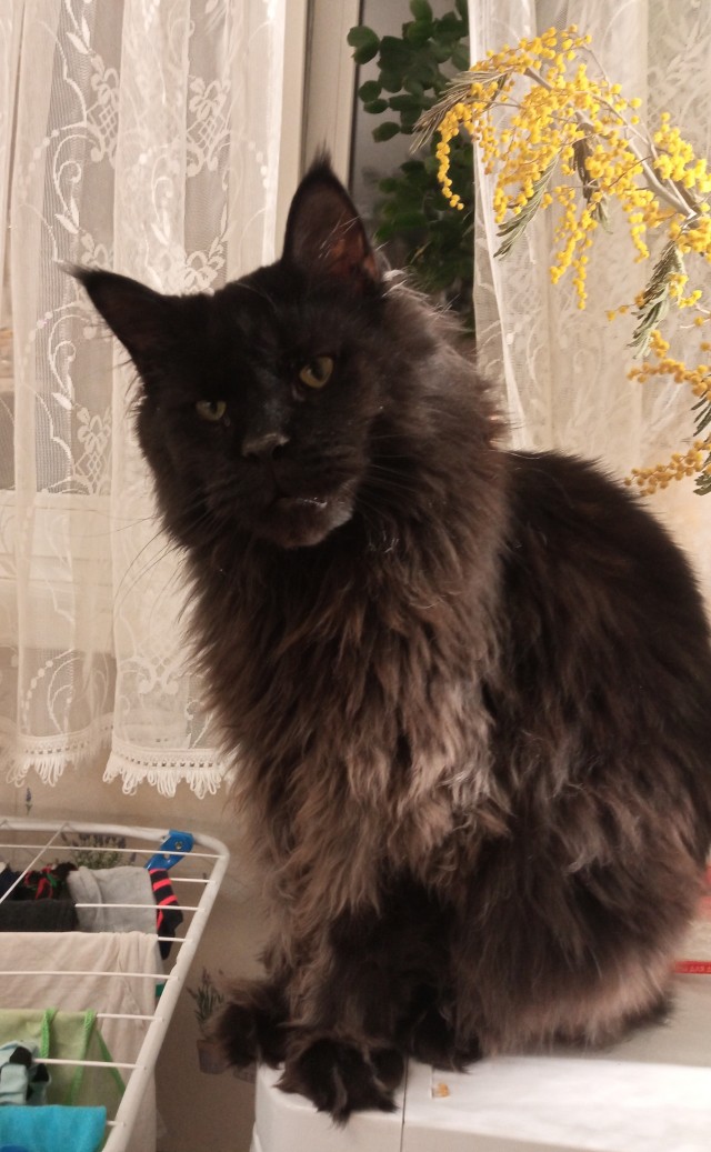 Мэйн-кун!  Котовторнику посвещается!