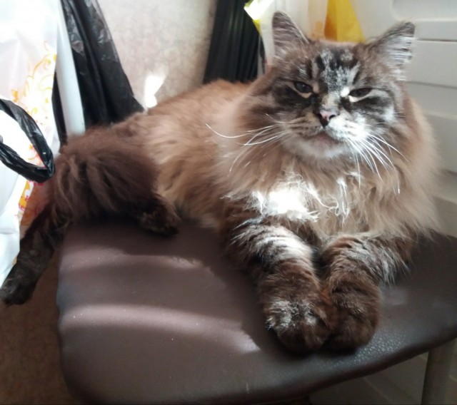 Котовторник