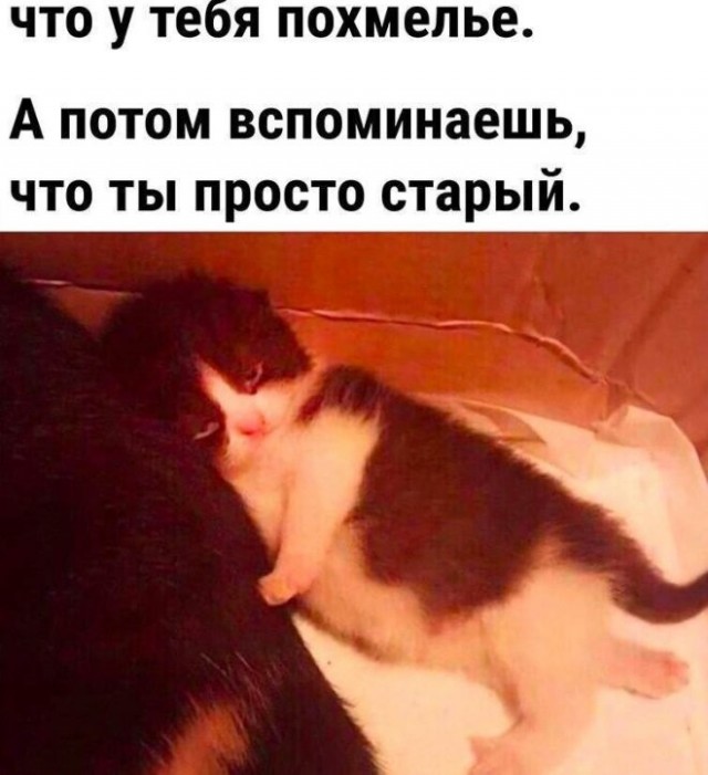 Немного забавных картинок от 2.10.2024
