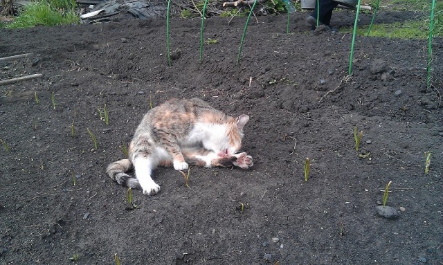 Котовторник 04.06.2013