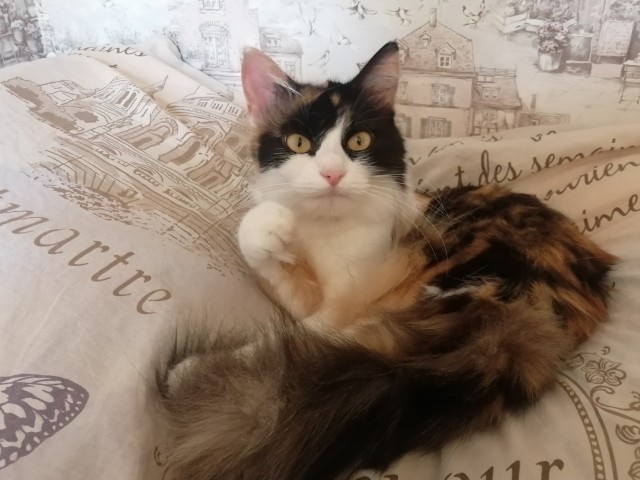 Сегодня котовторник
