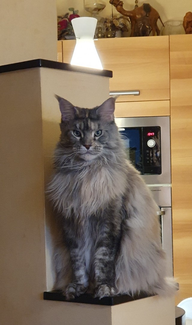Это что, котовторник?