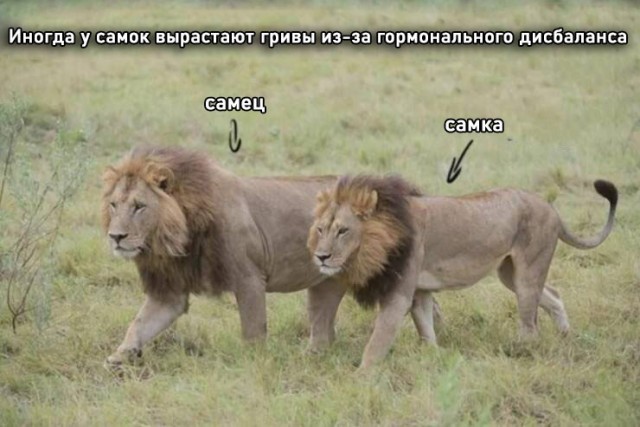Белый слон и другие картинки