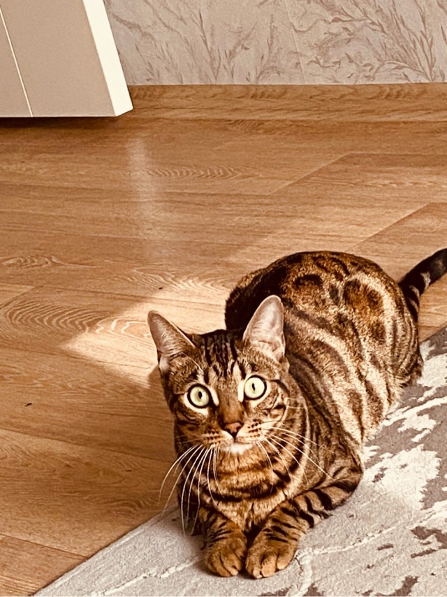 Котовторник
