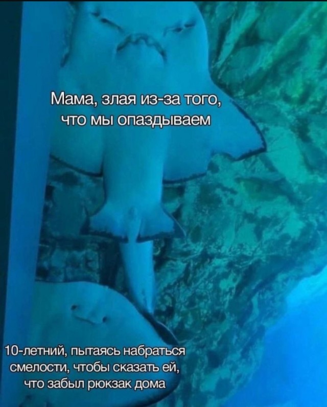 Смешные картинки с надписями и планы на лето 2025