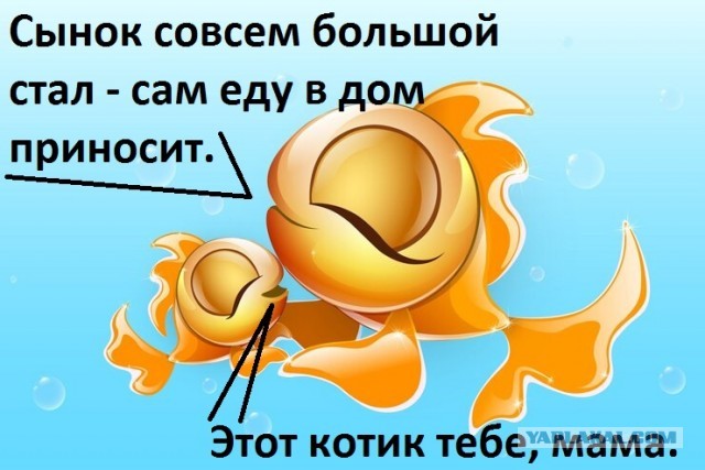 Котик спас рыбу, чтобы она не задохнулась