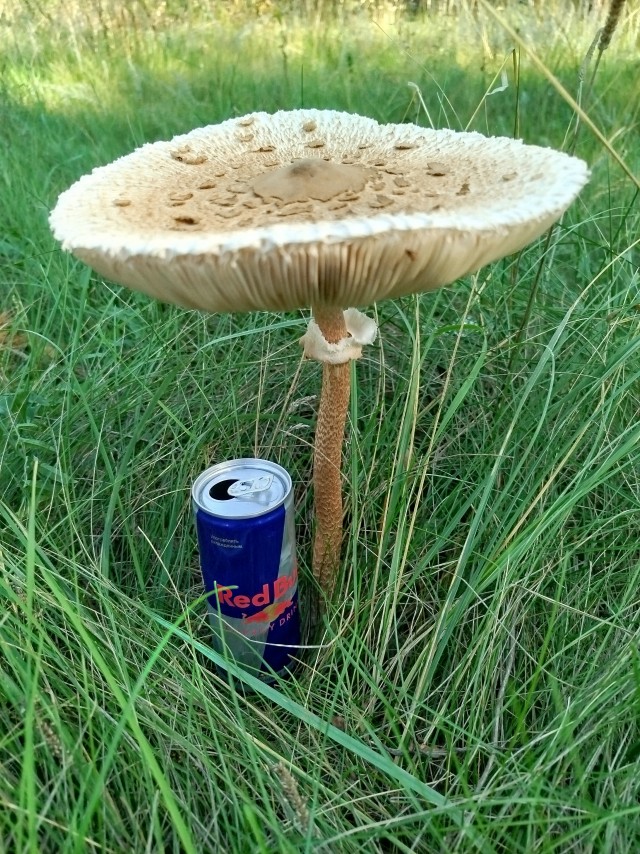 Бегать не люблю, но попался сука зонтик