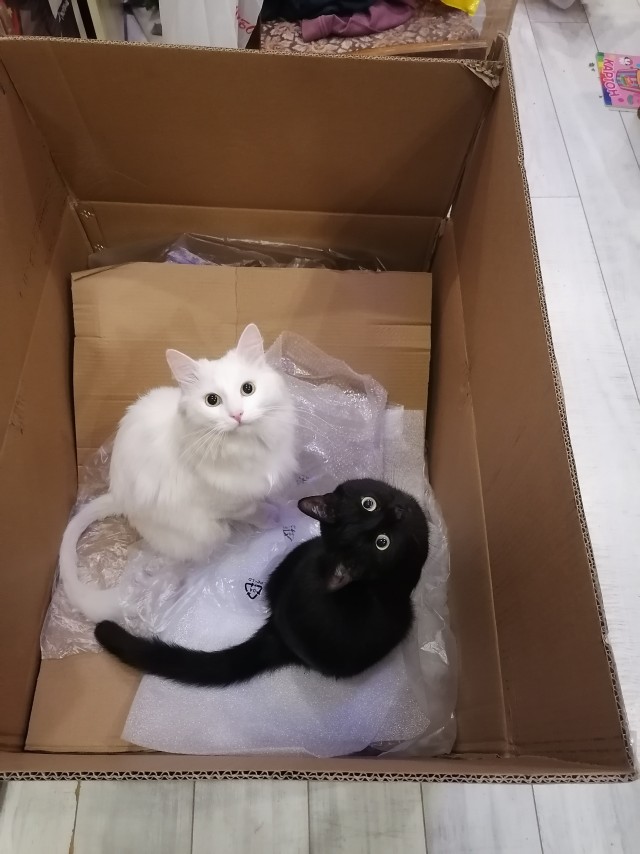 Котовторник.Наши модели