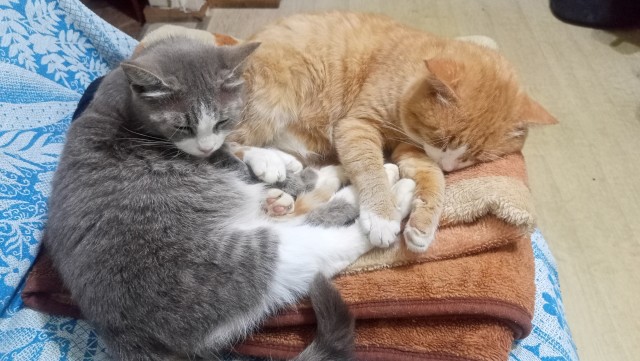 Плед окупирован