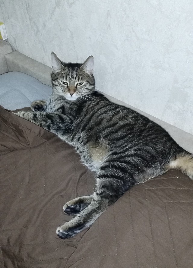Котовторник 21.10.2025