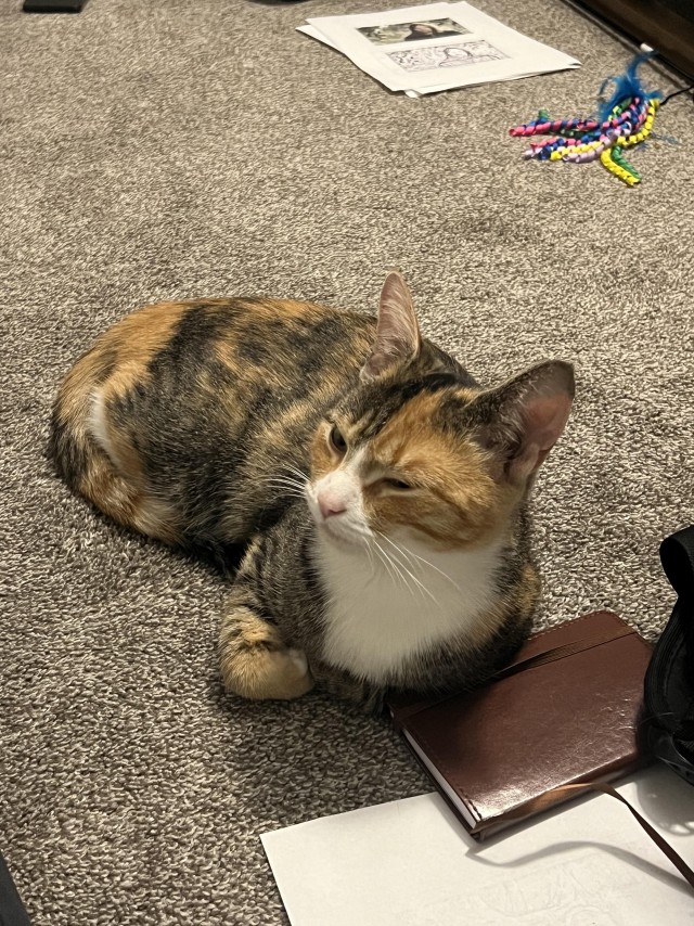 Во время пробежки была найдена трëхцветная кошка