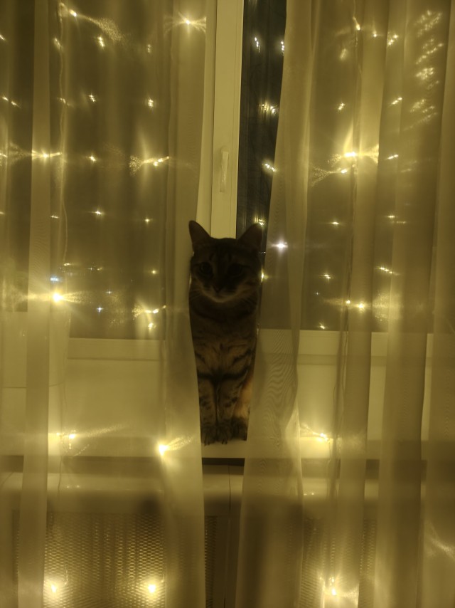 Готовимся к встрече НГ! В глазах застыл немой вопрос, а где же моя прелесть(Ёлочка)?