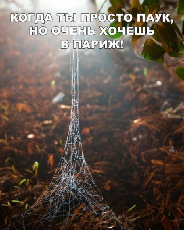 Так себе картинки 24.12.25