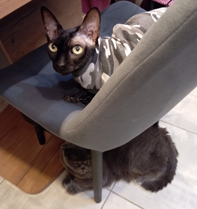 В защиту кошек породы Сфинкс канадский...