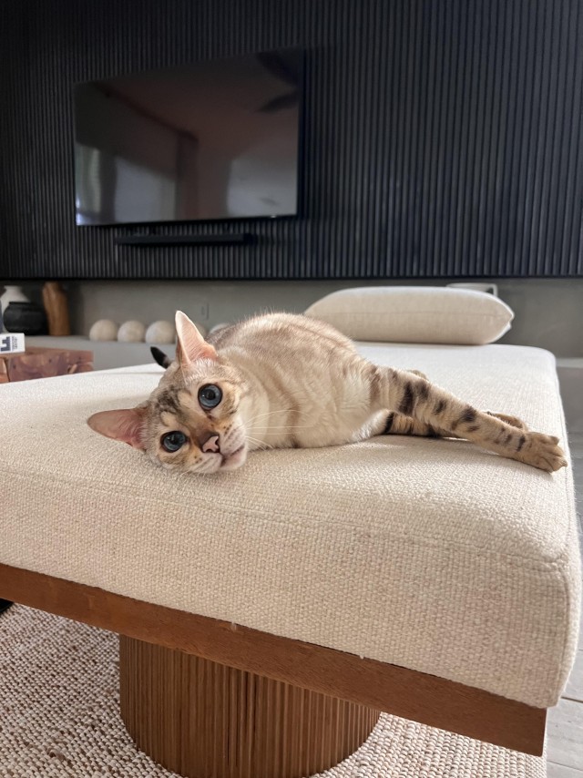 Рандомных фото котов тред