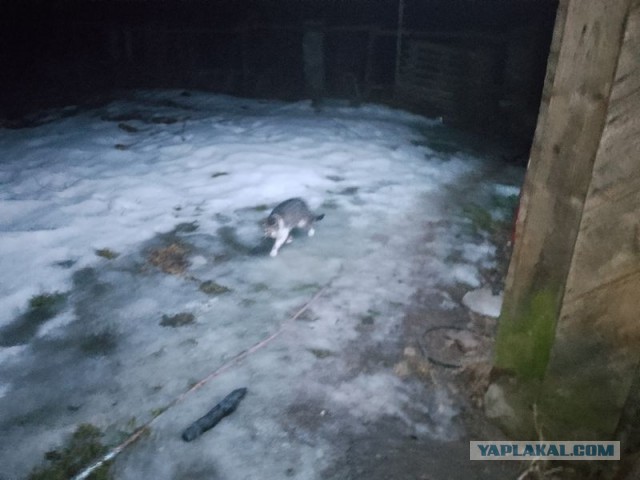 Жизнь домашнего приюта для котеек 575