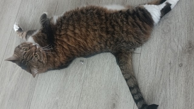 Вернули котёнка