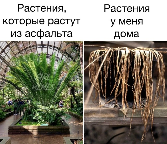 Аспарагусы