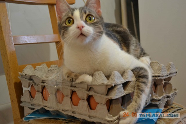 Котовторник 23.07.2013