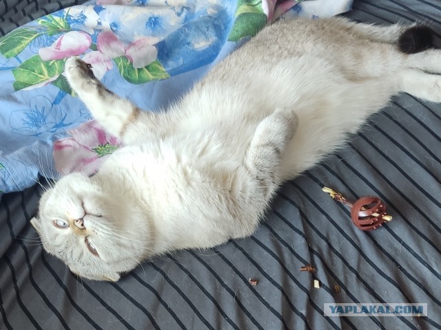 Принимайте в ряды вислоухих