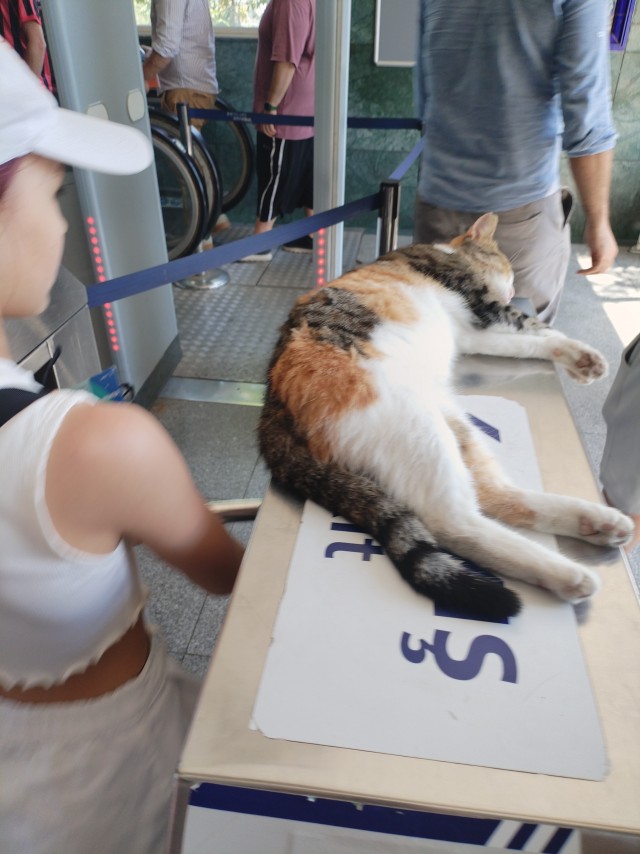 Уличные кошки Стамбула