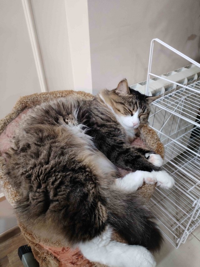 Котовторнику - Быть
