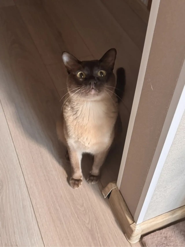 Котовторник