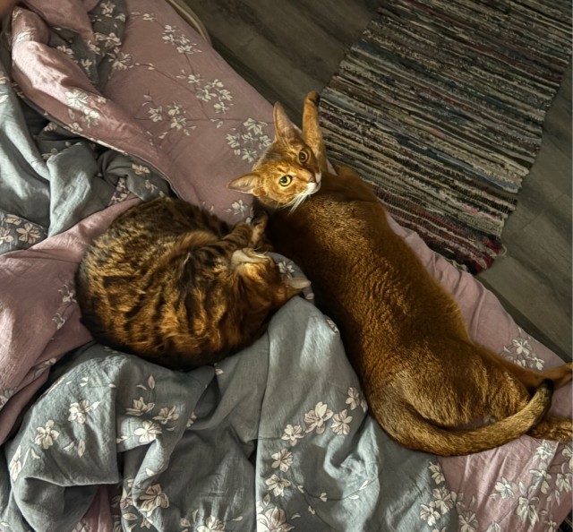 К-котовторник