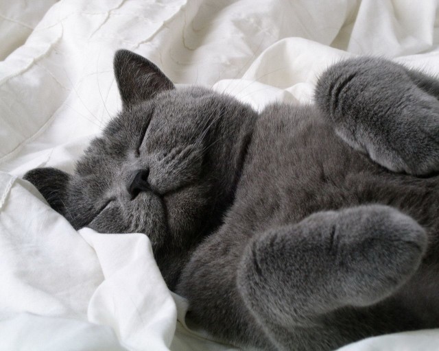Котейка, который не знает как лежат котейки