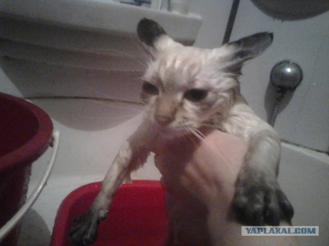 Котовторник 29.10.2013