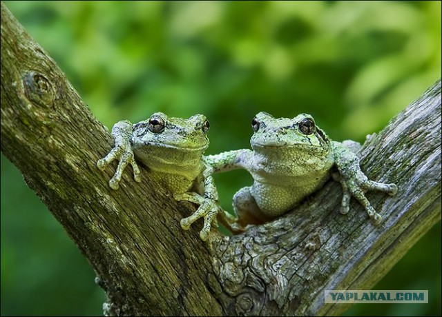 Толоконникову и Алехину облили зеленкой )))