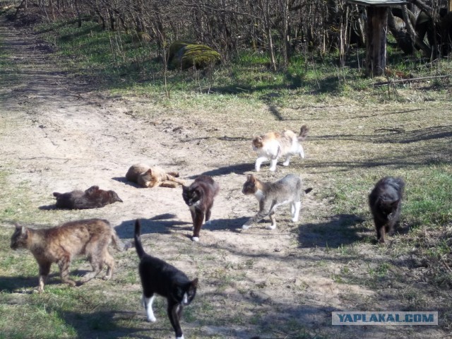 Жизнь домашнего приюта для котеек 3